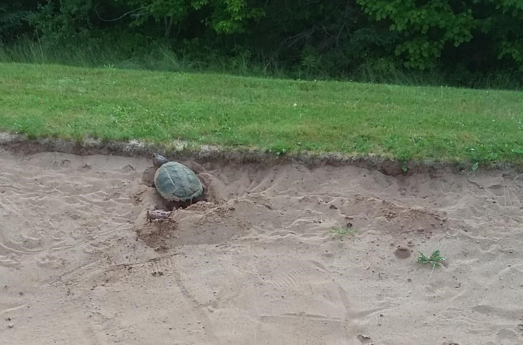 A snapping turtle named Shelley who has laid her eggs in the sand trap at the 7th hole for the second year in a row on the Debert Golf Course in Debert, N.S. is seen in this undated photo provided August 6, 2019.