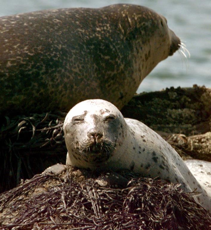 A young harbour seal lounges near Cundy's Harbor, Maine on Tuesday, Aug. 8, 2000. Ottawa is establishing a research team to study the impact of seals on fish populations in Atlantic Canada.
