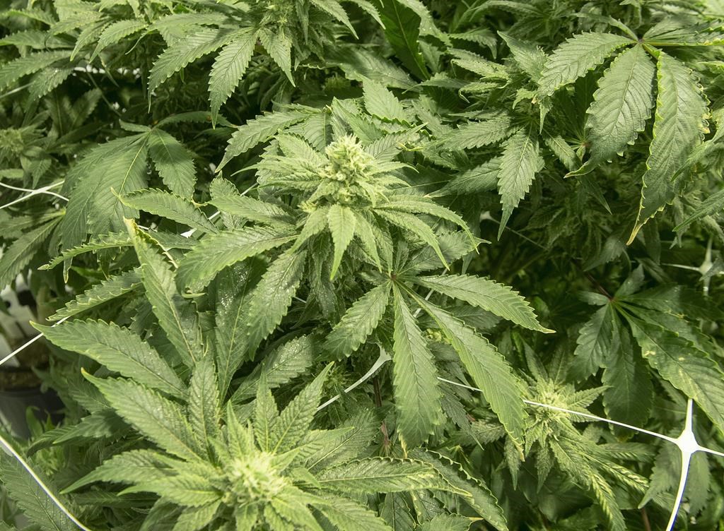 Police in Lindsay seized more than 2,300 cannabis plants from a farm south of Lindsay.