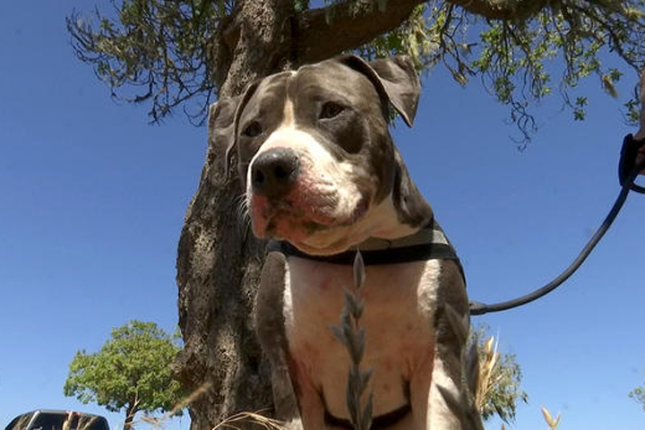 Darby, a 45-kilogram pit bull, saved its owner, James White, from a shark attack in California.