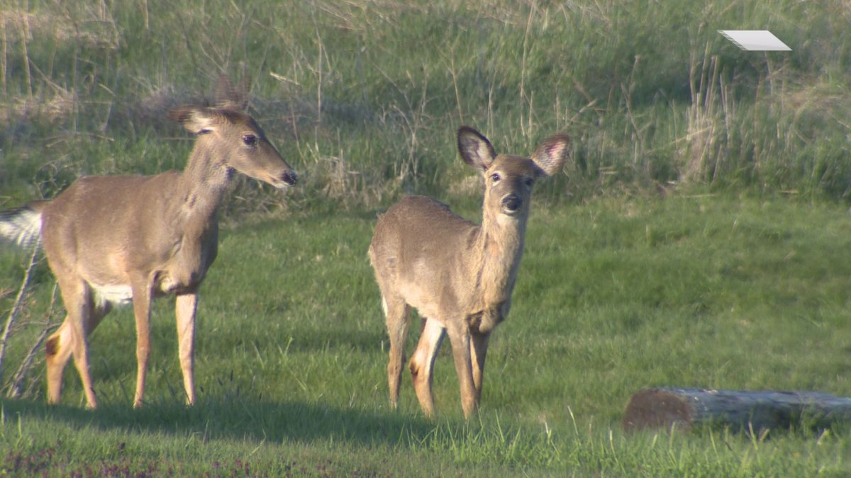 Concerns over food safety delay venison donation to New Brunswick food bank - image