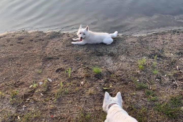 These dogs died after swimming in a tainted pond in Wilmington, N.C., on Aug. 9, 2019.