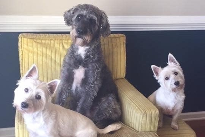 These three dogs died after exposure to blue-green algae in Wilmington, N.C. on Aug. 9, 2019.