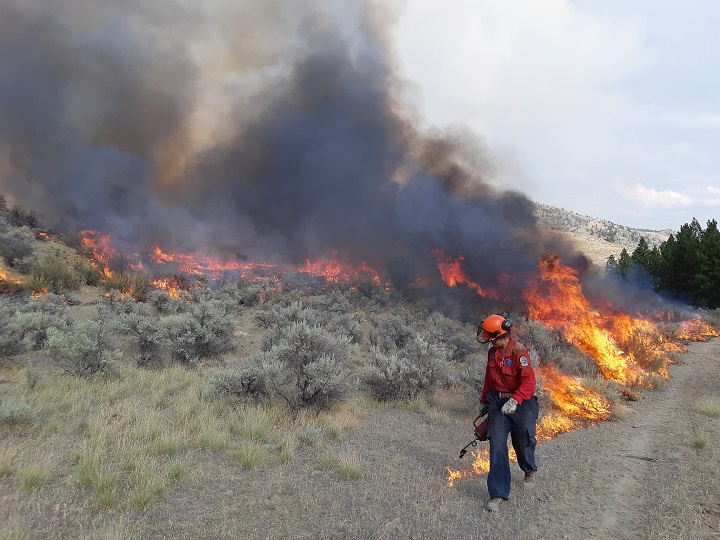 A BC Wildfire Service firefighter performs a planned ignition at the Eagle Bluff wildfire on Aug. 8.