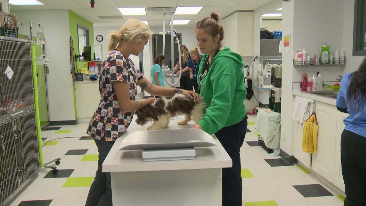 One of the Havanese-type dogs being cared for at AARCS in Calgary gets a check up.