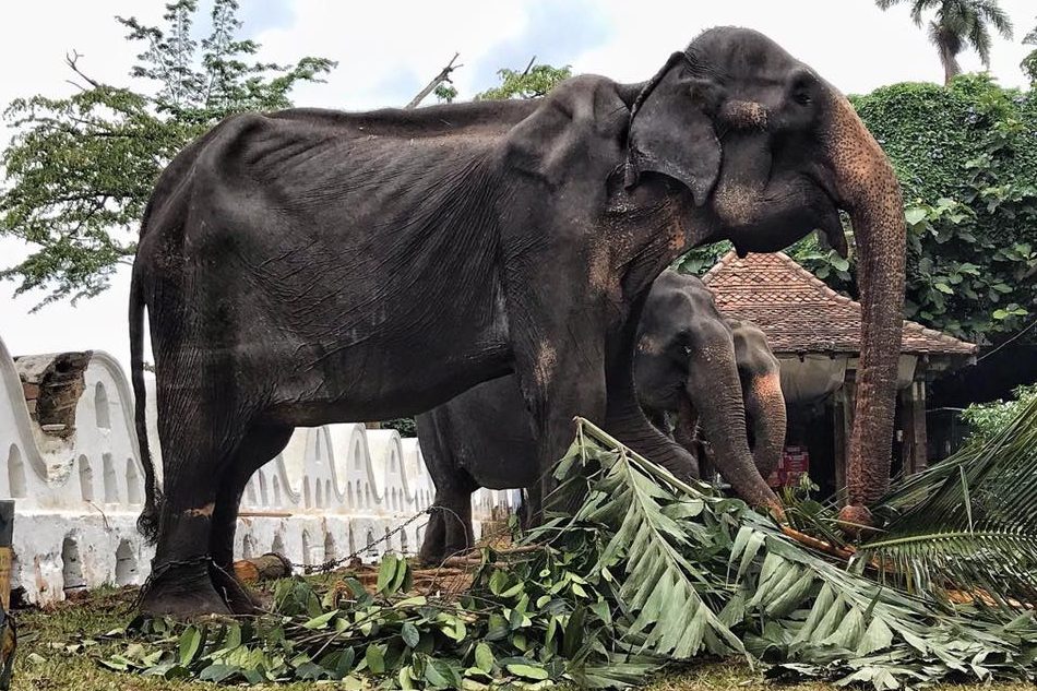 Tikiri, a 70-year-old female Asian elephant, is shown in Sri Lanka.