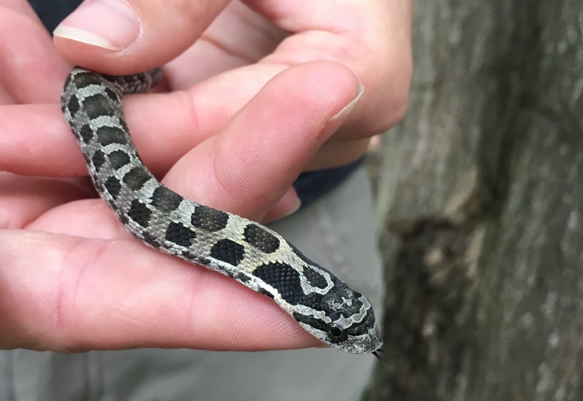 Upper Thames River Conservation Authority releases at-risk species the Eastern Hog-nosed Snake back into wild after their first-ever successful incubation.