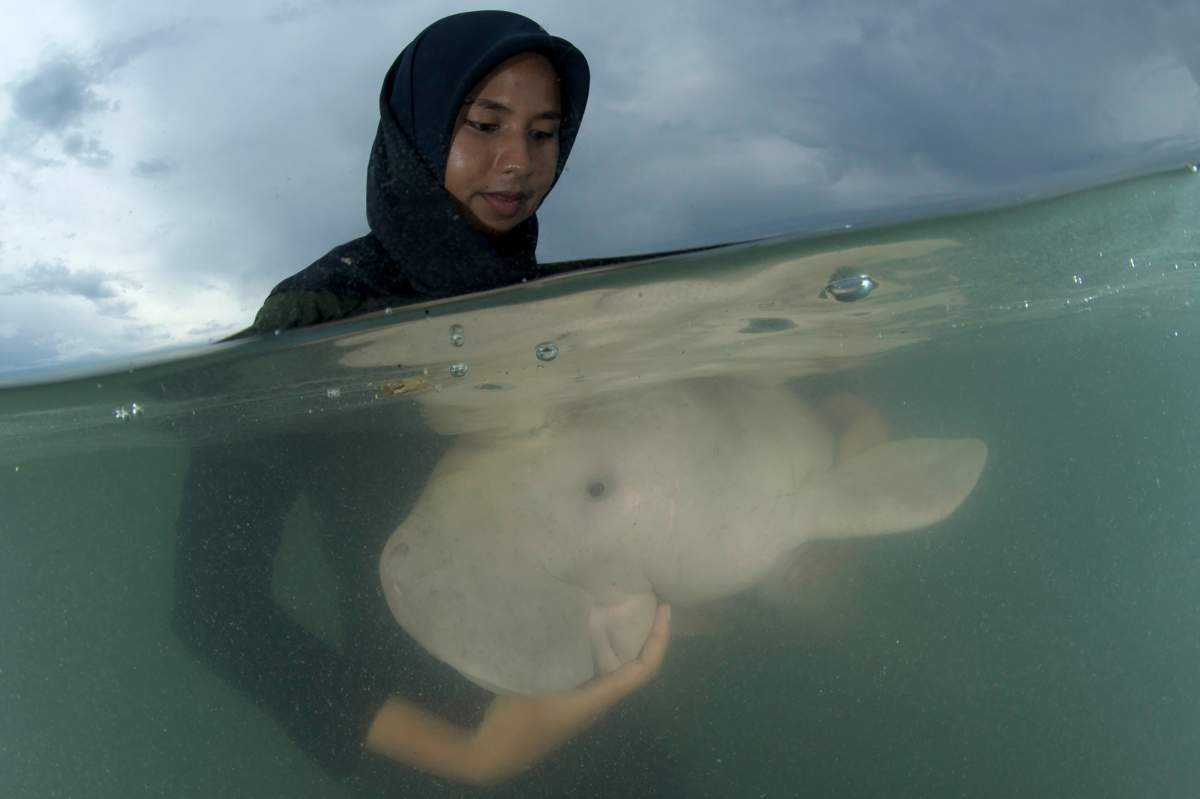 This picture taken on May 23, 2019 shows Mariam the dugong as she is cared for by park officials and veterinarians from the Phuket Marine Biological Centre on Libong island, Trang province in southern Thailand.