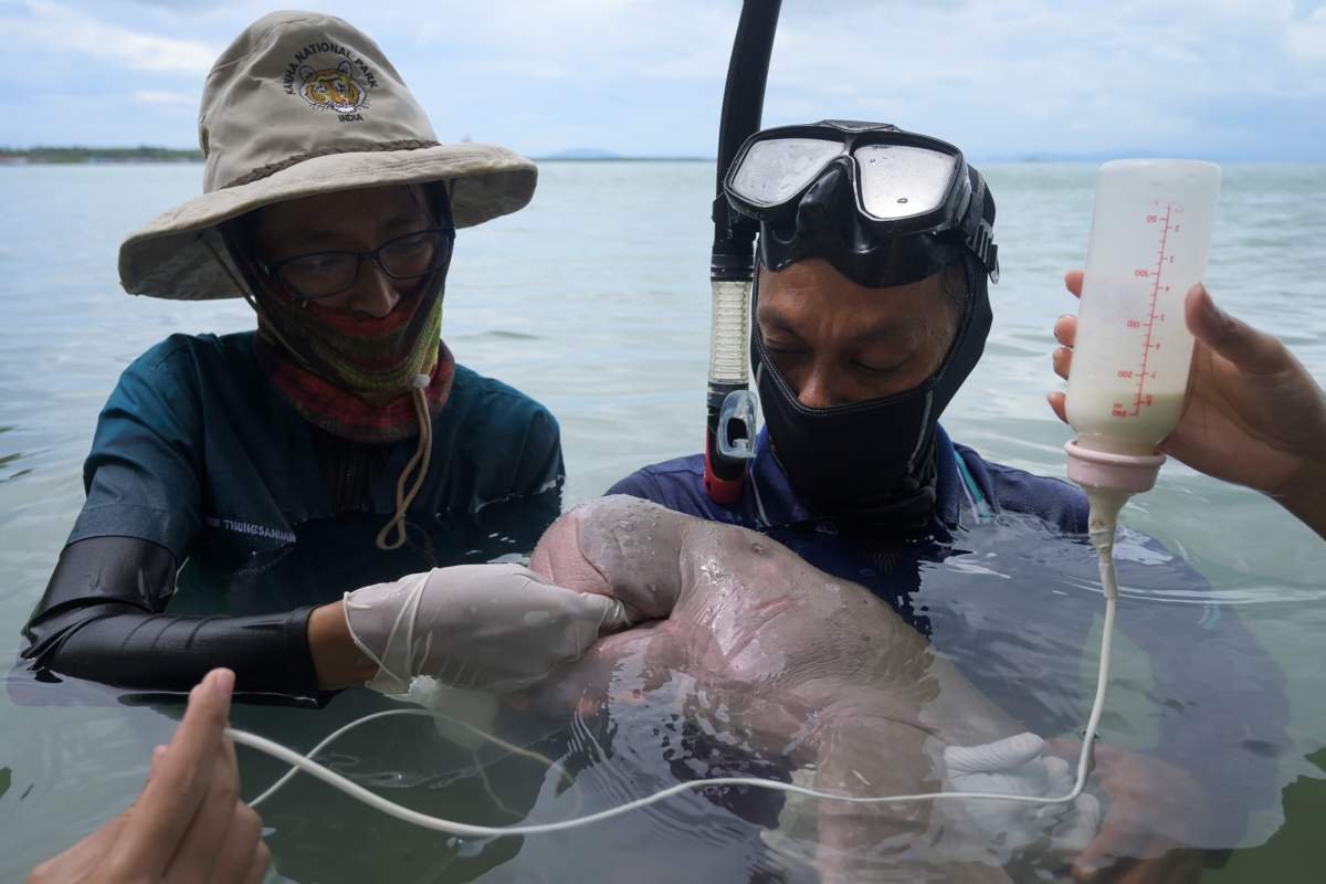 This picture taken on May 23, 2019 shows Mariam the dugong as she is cared for by park officials and veterinarians from the Phuket Marine Biological Centre on Libong island, Trang province in southern Thailand.