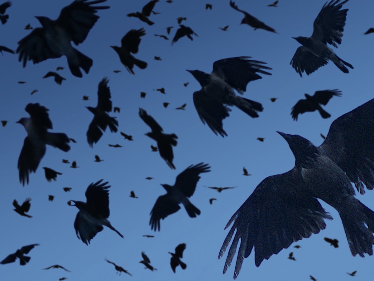 Murder of crows crash into substation, taking out power Winnipeg