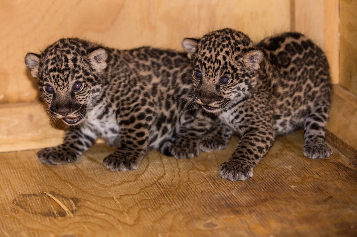 The two cubs were born on Aug. 6.