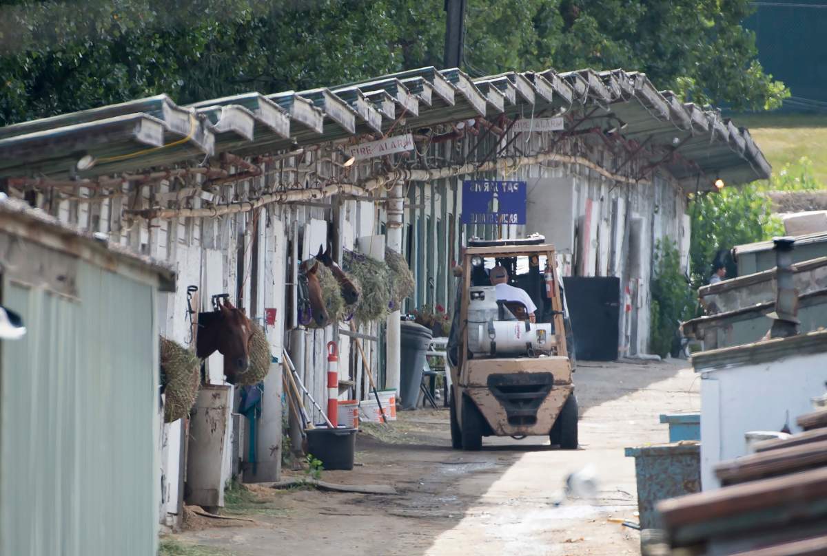 Horses are seen in their stables behind Hastings Racecourse in Vancouver, Tuesday, August, 20, 2019. Multiple people were arrested and taken away in handcuffs from the stable area on Aug. 19, 2019.