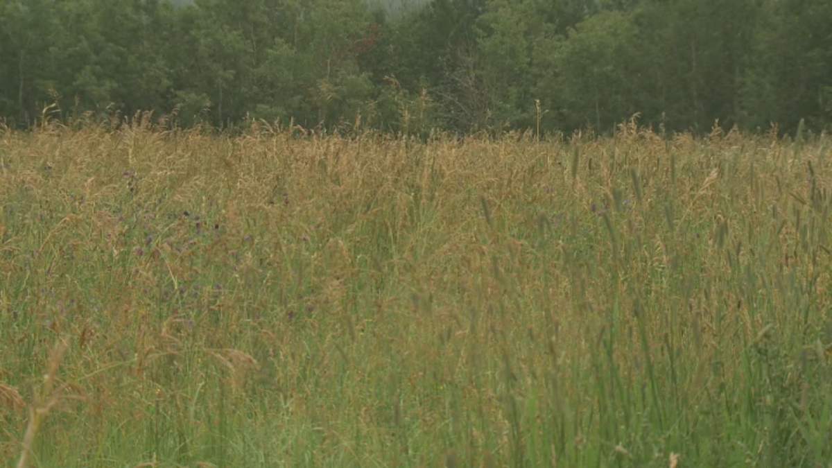A hay field west of Edmonton near Stony Plain on Friday, August 2, 2019.