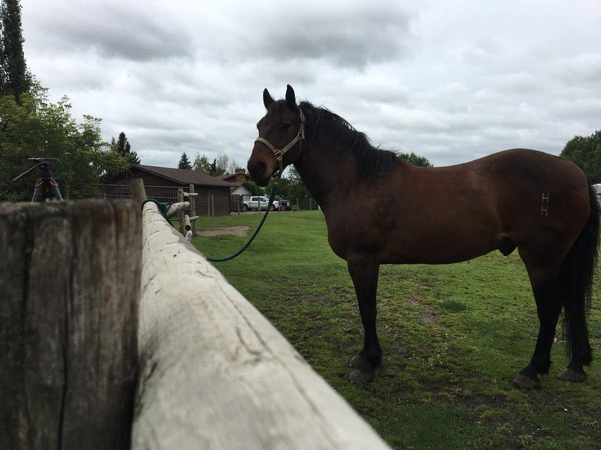 Wildie, a rescued wild horse.