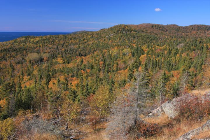 The forest at Lake Superior Provincial Park