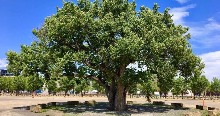 How will this decades-old Calgary elm tree be impacted by the new arena ...