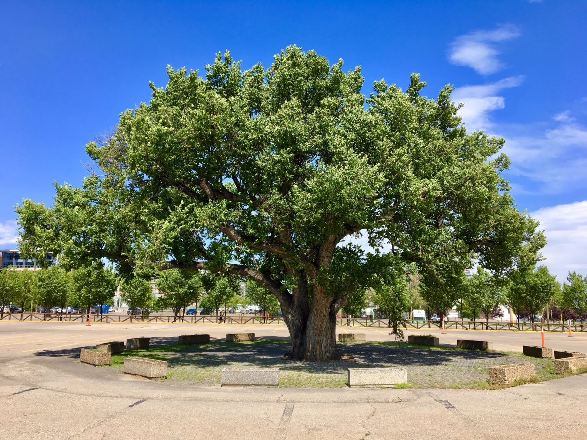 The large elm tree sits in the middle of a parking lot on the proposed site of Calgary's new event centre. 
