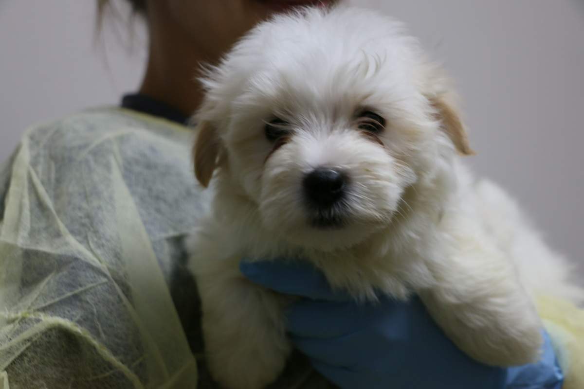One of the 72 dogs seized from a rural northeast Edmonton home on July 26 receives medical care at the Edmonton Humane Society.
