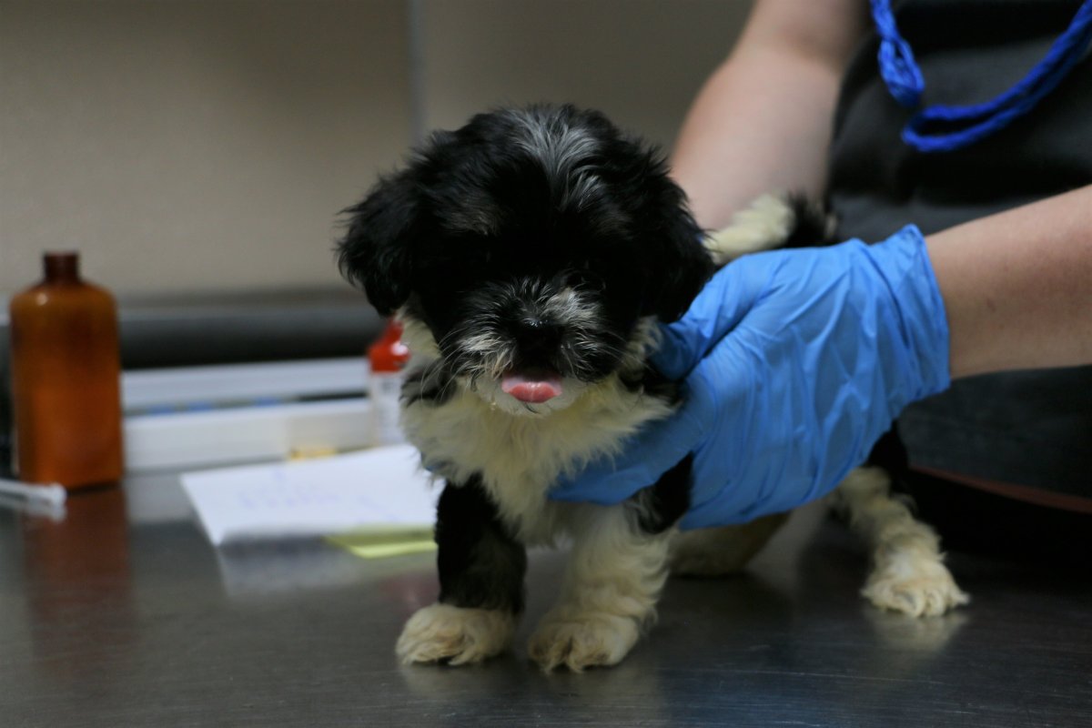 One of the 72 dogs seized from a rural northeast Edmonton home on July 26 receives medical care at the Edmonton Humane Society.