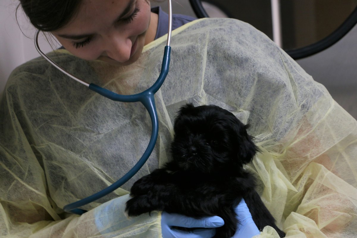 Dogs and puppies seized in northeast Edmonton begin transfer to humane