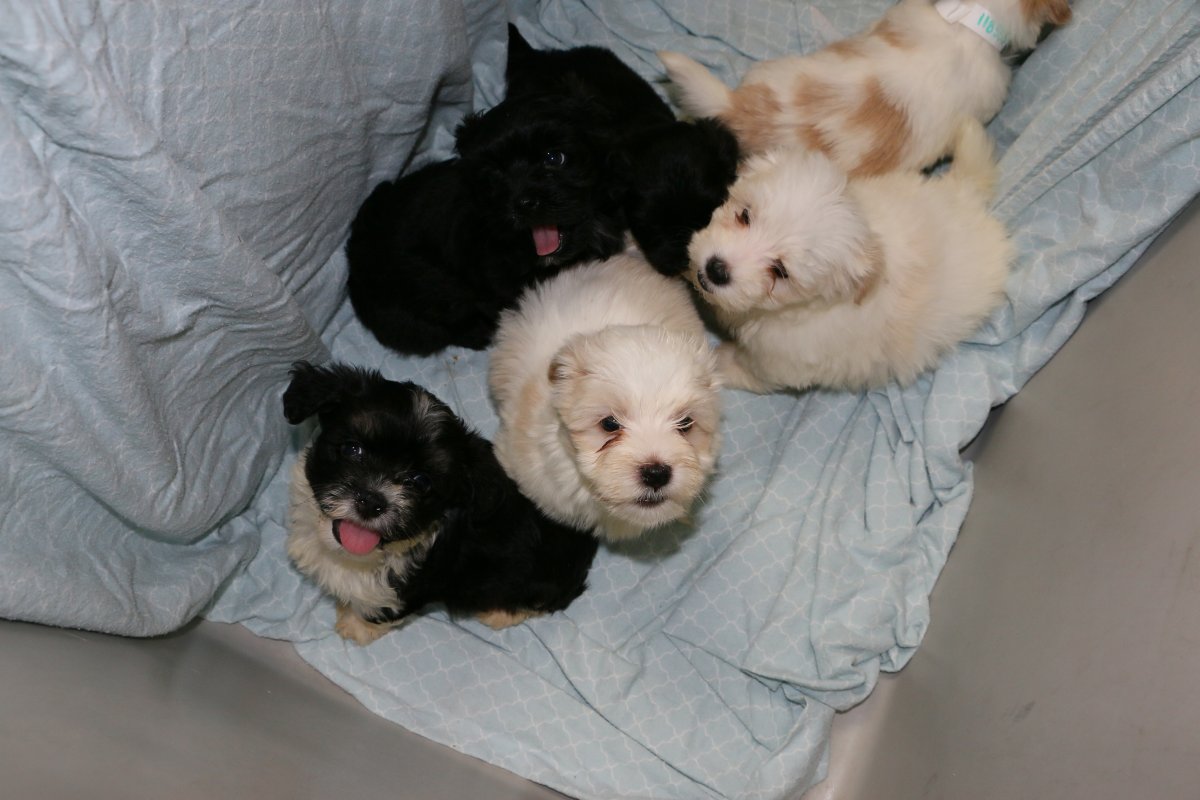 Dogs and puppies seized in northeast Edmonton begin transfer to humane