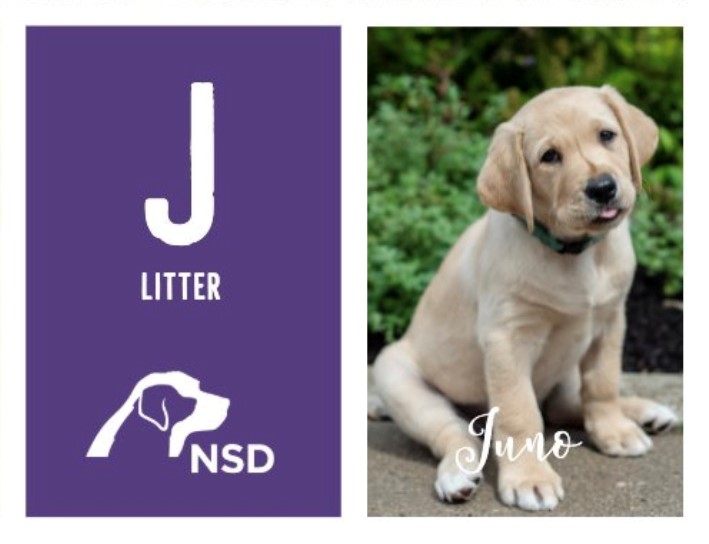 Juno the puppy is the first of three dogs that will be sponsored by the proceeds of Vern's Holiday Market.