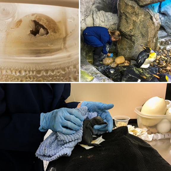 A collection of photos of the process the Calgary Zoo undertook to care for and hatch the new king penguin.