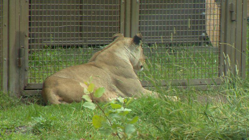 Two African lionesses named Mali and Sabi made their public debut at the Calgary Zoo on Wednesday, Aug. 7, 2019.