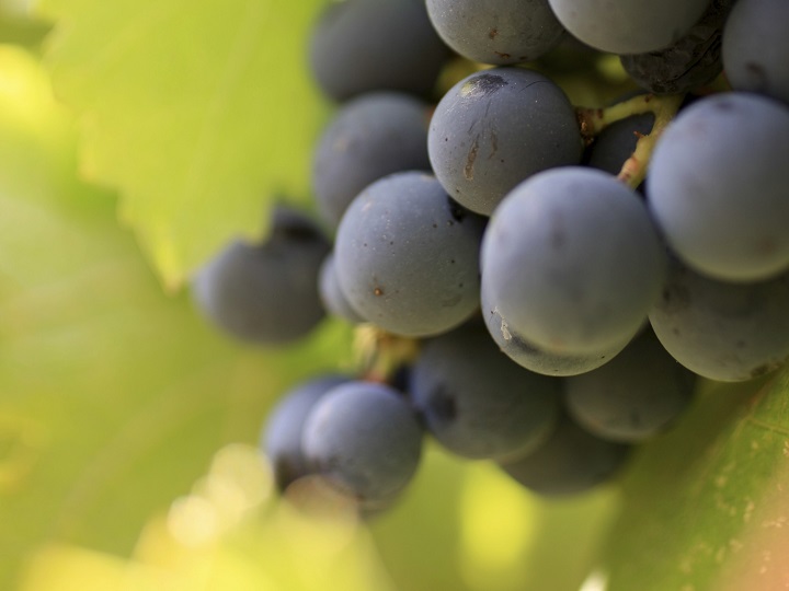 It’s a problem plaguing grape growers worldwide in an ever-changing climate, to protect their crops from the undesirable effects of wildfire smoke exposure.