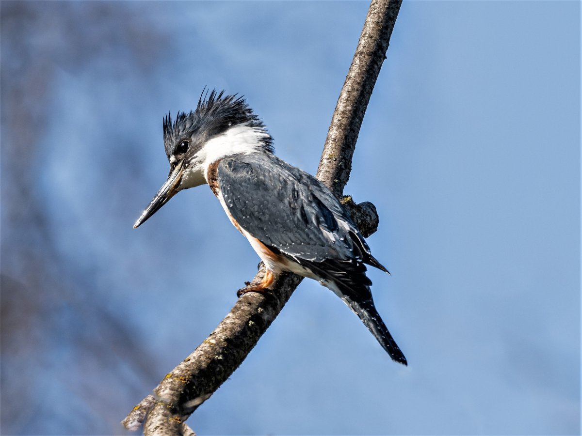munson-pond-belted-kingfisher