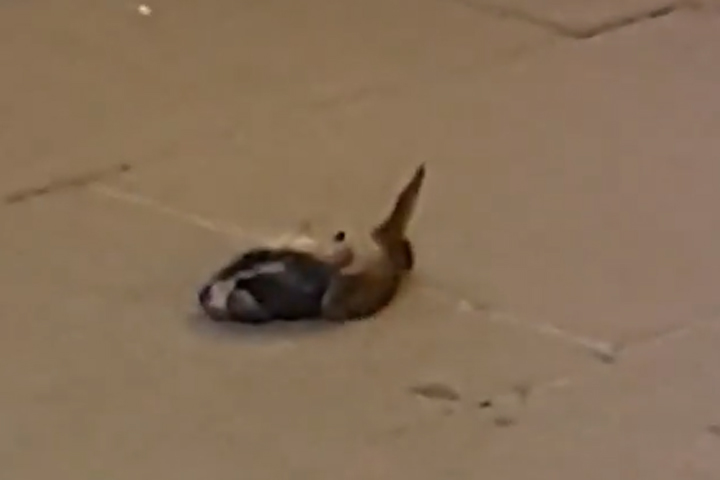 A dead pigeon is shown after it was thrown in a fight in Liverpool, U.K.