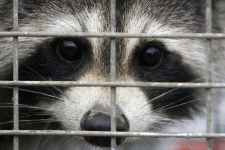 FILE. A captured raccoon peers through the bars of a trap in this file photo from Sept. 26, 2007.