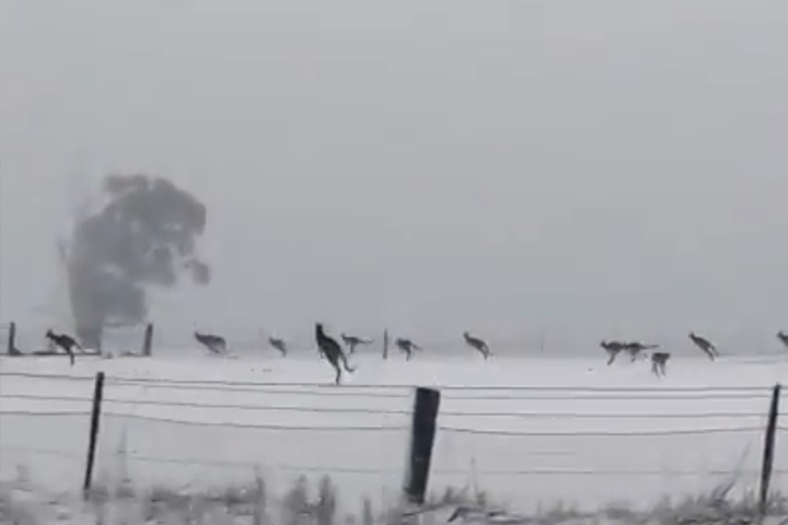 A troop of kangaroos frolics in the snow near Curraweela, New South Wales in Australia in this still image from video posted on Aug. 11, 2019.