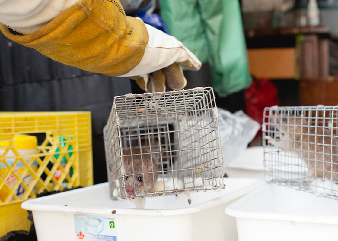 View of a rat catcher holding a cage of rats which is being