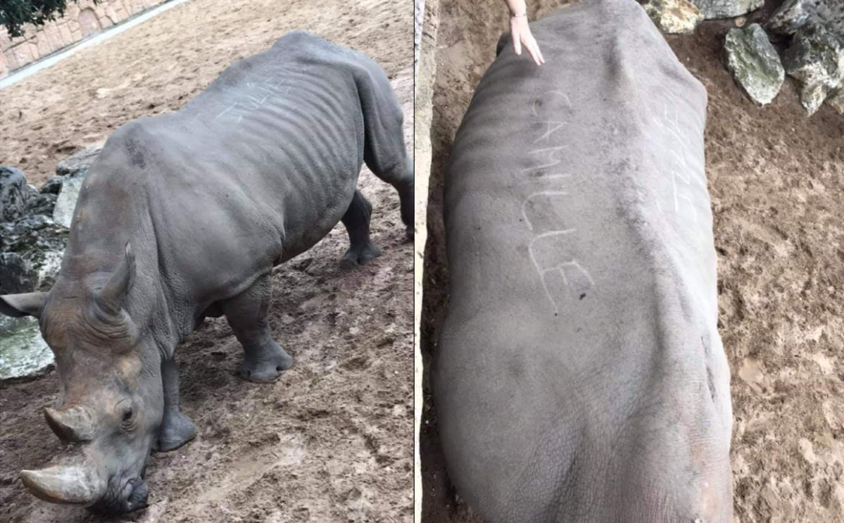 Two visitors to La Palmyre zoo scratched their names into a 35-year-old rhino's back.
