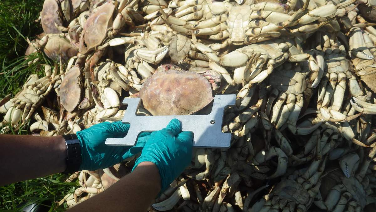 Photos of the crabs appear to show they are both male and of legal size to harvest.