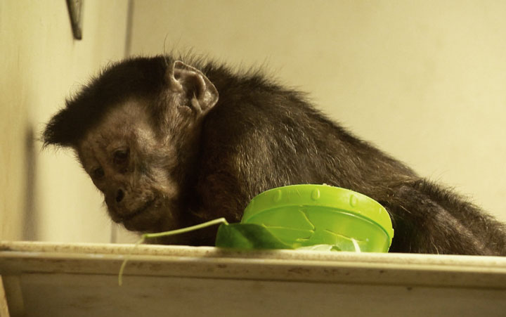 The Saskatoon zoo says it can no longer control Ma’s pain and has decided to euthanize the capuchin monkey.