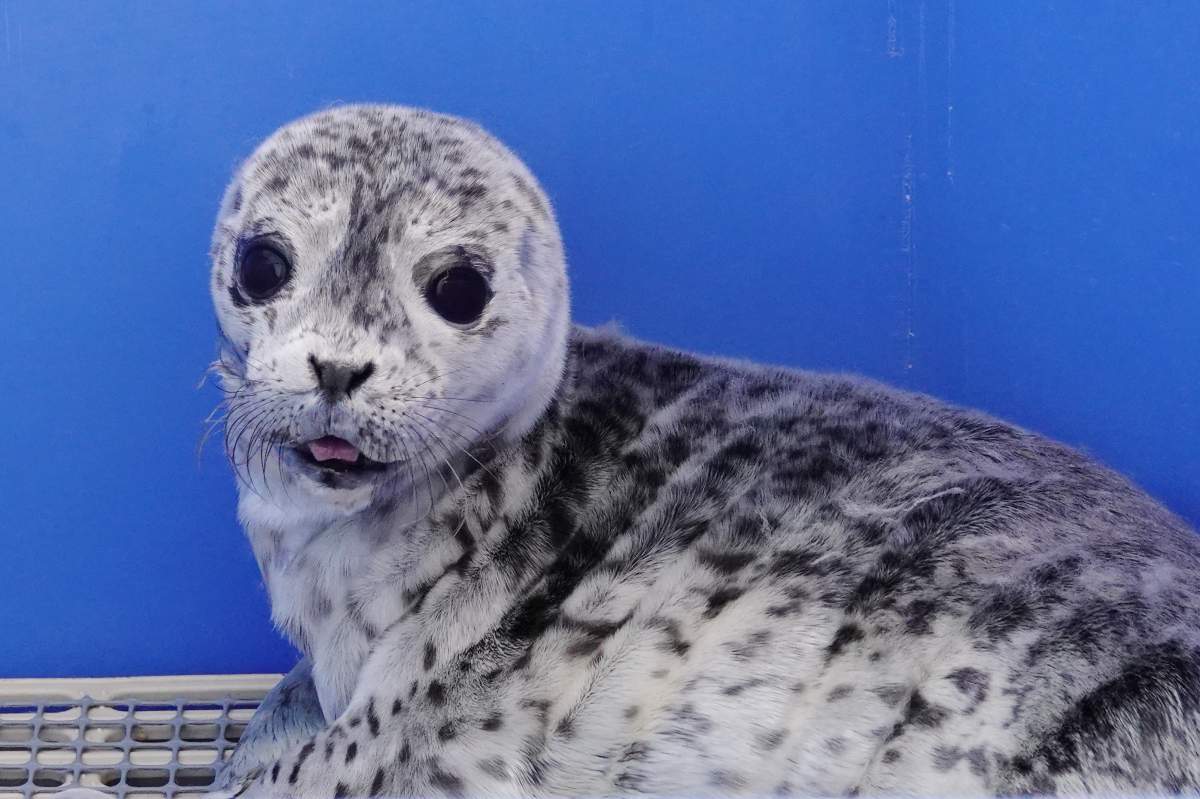 "Shellen Degeneres," one of dozens of seal pups that have been unnecessarily disturbed by humans before being brought to the Vancouver Aquarium Marine Mammal Rescue Centre for rehabilitation. 