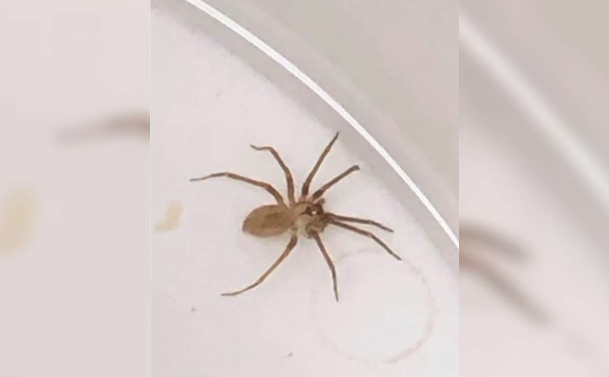 A brown recluse spider.