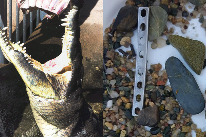 A surgical plate, right, was found inside the belly of a dead crocodile similar to the one on the left in Rockhampton, Australia.