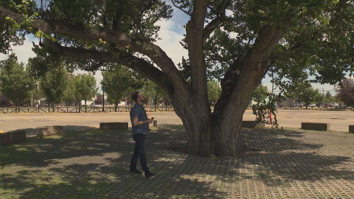 Josh Traptow observes the large elm tree in a parking lot near the Calgary Stampede grounds.