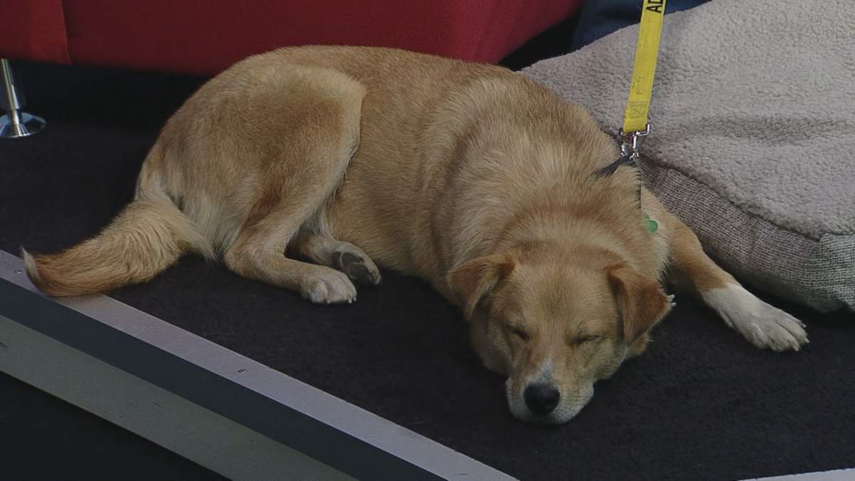 Tess spent sometime resting while be featured on Global News Morning’s weekly segment Adopt A Pal.