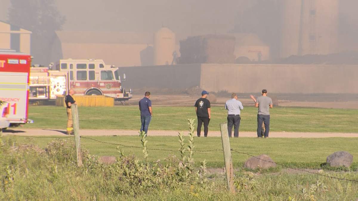 An estimated 800 head of cattle died in the blaze.