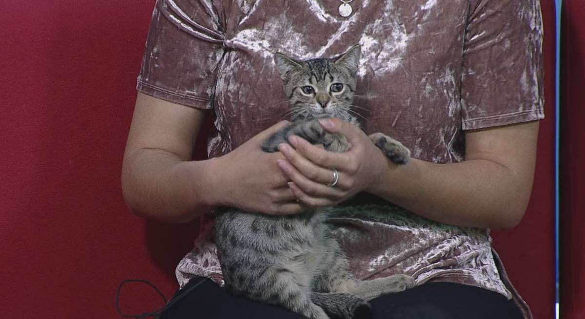 Bubble-Yum stopped by Global News Morning for Adopt A Pal.