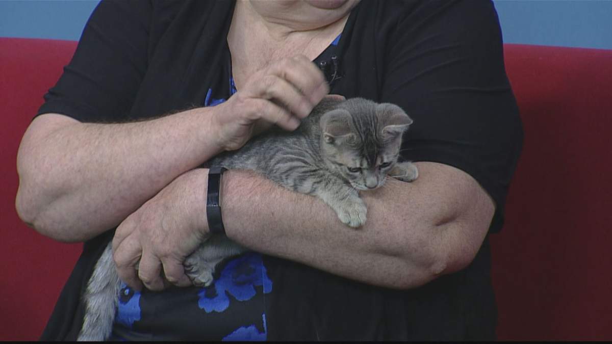 Bubblicious stopped by Global News Morning for the weekly segment, Adopt A Pal.