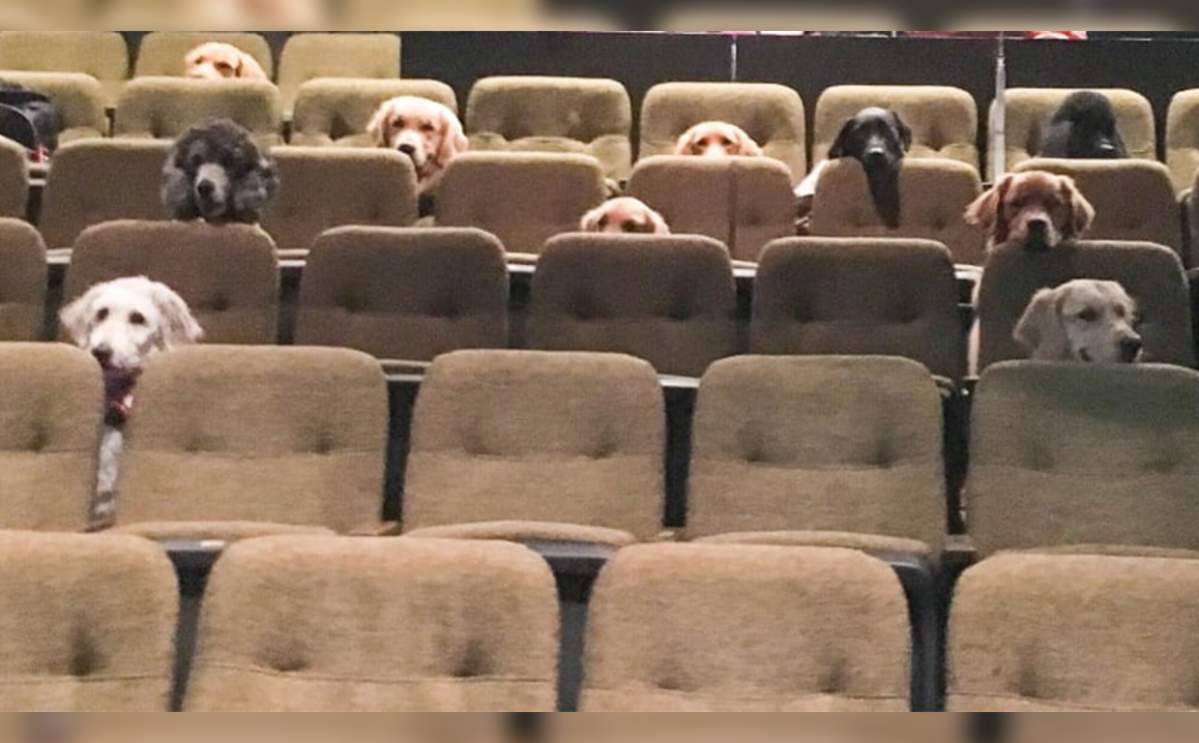 A group of service dogs sat in the audience during a performance of Stratford Festival's 'Billy Elliot'.
