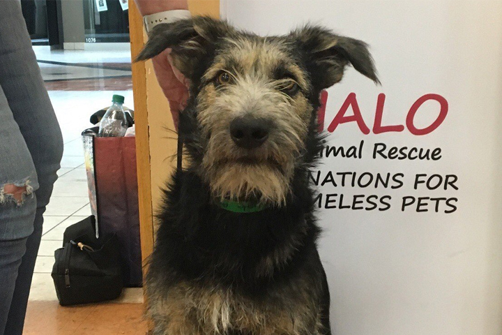 Monte, a two-year-old terrier mix, is shown at the HALO Animal Rescue in Phoenix, Ariz.