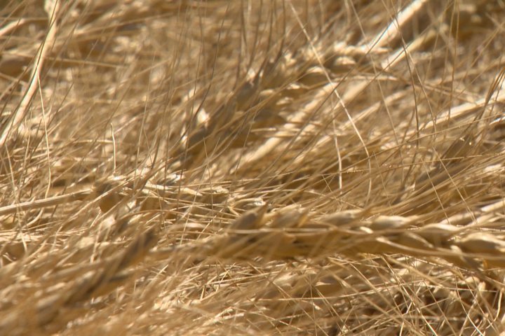 Funding announced for crop-related research in Saskatchewan