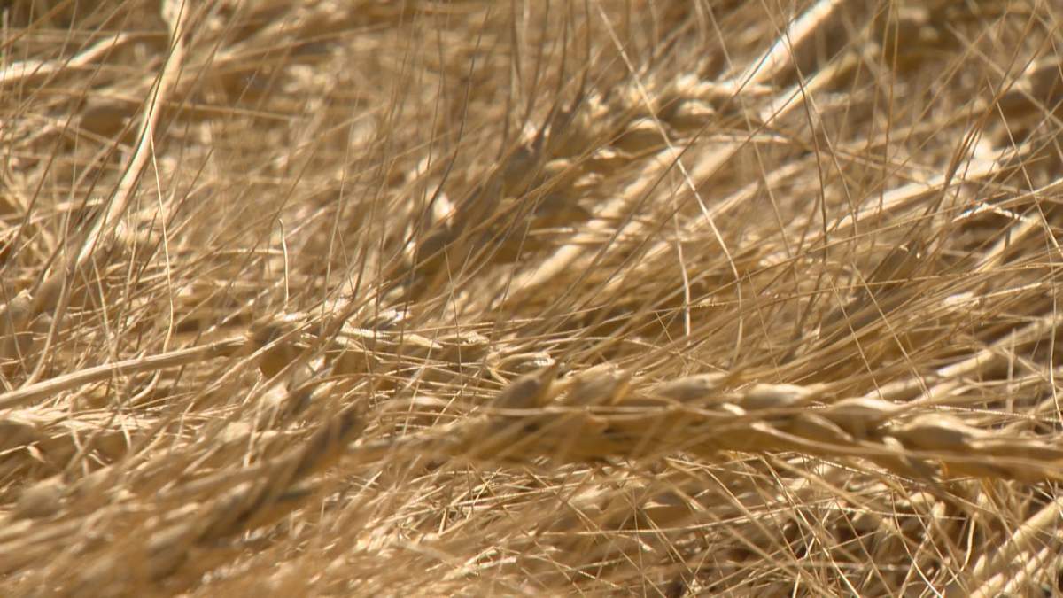 The Canadian Foodgrains Bank draws from over 200 community growing projects across Canada.