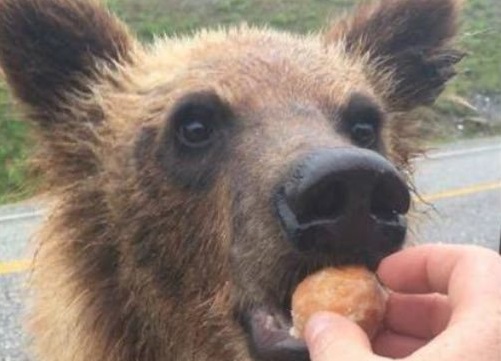 Randy Scott has been fined $2,000 and ordered to stay away from bears after posting a photo of him feeding Timbits to one of the animals. 